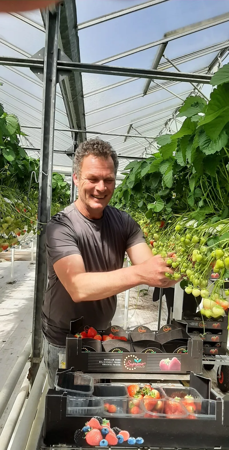 aardbeienteler De Rijk