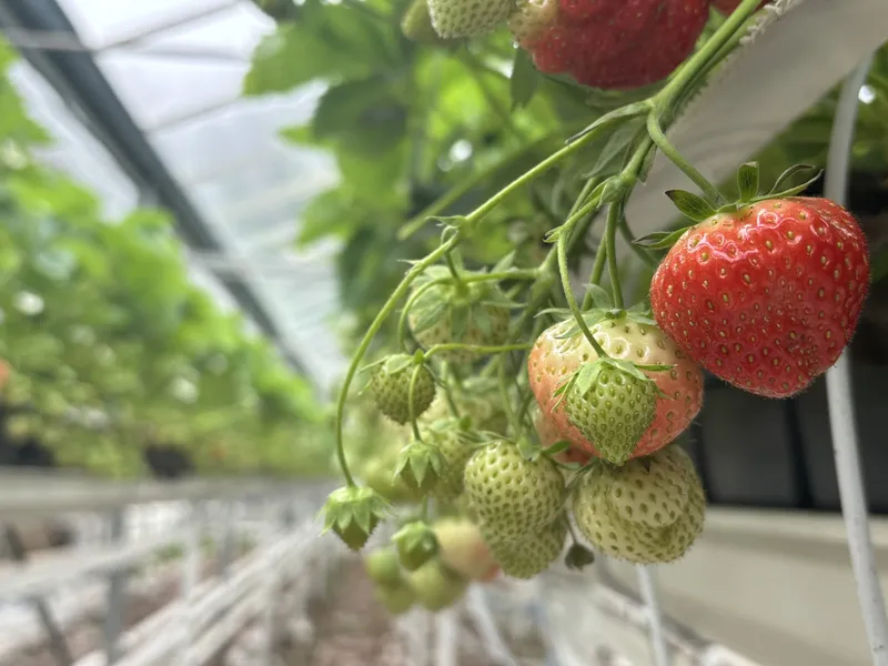 aardbeienteler De Rijk